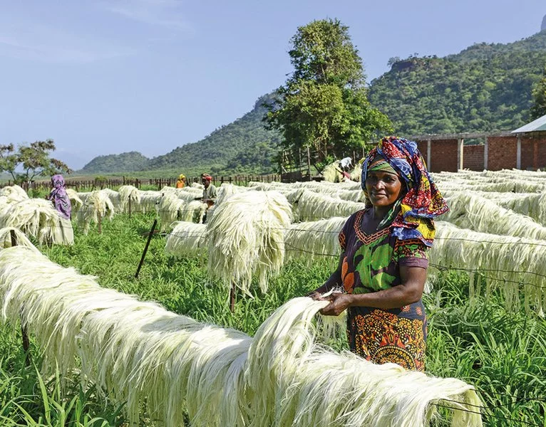 Producers of Sisal fiber