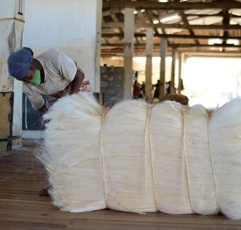 Producteurs de fibres de sisal